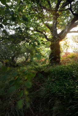 İskoç yağmur ormanlarının nefes kesici manzarası. Antik ağaçlar, yosun ve eğreltiotu yakın plan. Saf sabah güneşi. Crinan Kanalı, Argyll ve Bute, İskoçya, İngiltere