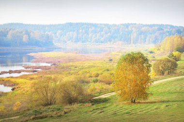 Daugava nehrinin renkli altın huş ağaçlarının ve kıvrımlarının panoramik hava manzarası. Sonbahar. Daugavas Loki doğa parkı, Latgale, Letonya. Ekoloji, eko-turizm, eğlence, seyahat yerleri, dönüm noktaları