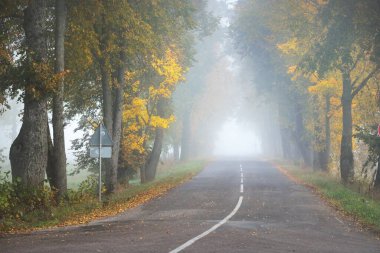 Rengarenk meşe, huş ağacı, akçaağaç ağaçları boyunca yeşil, turuncu, sarı, altın yapraklı eski asfalt köy yolu. Gizemli sabah sisi. Doğal tünel. Karanlık atmosferik sonbahar manzarası