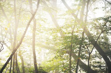 Güneş doğarken sisli gizemli ormanın panoramik görüntüsü. Yumuşak güneş ışığı, güneş ışınları. Yaşlı ağaçlar, renkli yapraklar, yosun, eğrelti otu, bitkiler. Sigulda, Letonya. Ekoloji, mevsimler, çevre, eko turizm