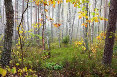 Güneş doğarken sisli, yemyeşil ormanın karanlık atmosferik manzarası. Antik çam ağaçları, altın akçaağaç ve huş ağacı. Ekoloji, sonbahar, eko-turizm, Avrupa 'da çevre koruma