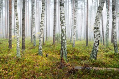 Güneş doğarken sisli, yemyeşil ormanın karanlık atmosferik manzarası. Çam, çam, akçaağaç, huş ağacı ve renkli bitkiler. Ekoloji, sonbahar, eko-turizm, Avrupa 'da çevre koruma