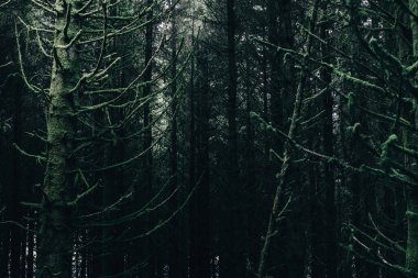 Ardrishaig 'in küçük bir köyündeki Evergreen kozalaklı orman. Yakından firavun ağaçları. Loch Fyne, Crinan Kanalı, Argyll ve Bute, İskoçya, İngiltere. Karanlık, gizemli bir manzara. Ekoloji, çevre koruma