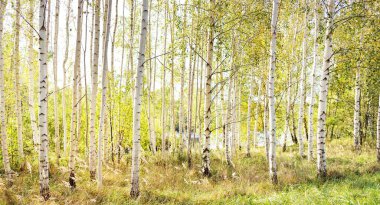 Açık ve güneşli bir günde altın huş ağacının resim gibi manzarası. Letonya, Avrupa 'da sonbaharın başlarında. Saf doğa, çevre koruma, eko turizm. Ağaç gövdeleri, doğal yaprak dokusu