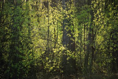 Gün batımında yaşlı yosunlu ağaçlar ve genç çalılar, yakın plan. Taze yeşil yapraklar. Ağaç gövdelerinden güneş ışınları geçiyor. Almanya 'da bahar ormanı. Idyllic kırsal kesim. Turizm, çevre koruma, mevsimler