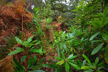 Karanlık orman sahnesi. Ağaçların arasından yürü. Bitkiler ve eğreltiotu yaprakları yakın plan. Arka planda eski yosunlu ağaç gövdeleri var. Ardrishaig, Loch Fyne, Crinan Kanalı, Argyll ve Bute, İskoçya, İngiltere