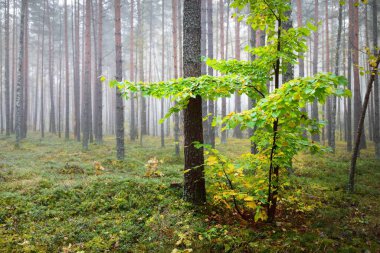 Güneş doğarken sisli, yemyeşil ormanın karanlık atmosferik manzarası. Yağmurdan sonra yeşil ağaçlar ve bitkiler. Ekoloji, sonbahar, eko-turizm, Avrupa 'da çevre koruma