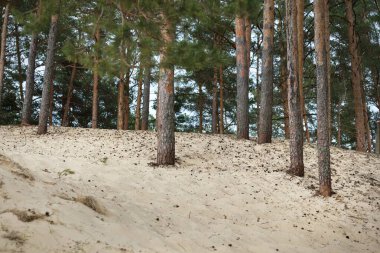 Glomma nehrinin kumlu kıyısındaki Evergreen ormanı. Uzun ağaç gövdeleri yakın plan. Yelkenli teknenin manzarası. Eko turizm, eğlence teması. Norveç