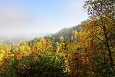 Gauja nehir vadisi ve gün doğumunda sisli bir sabah sisinde renkli altın ormanı. Sigulda, Letonya. Açık mavi gökyüzü. Nefes kesici panoramik hava manzarası. Saf doğa, çevre, turizm, eğlence