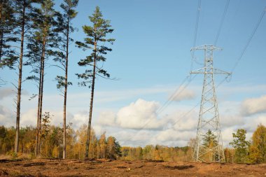 Bir çam ormanının elektrik hattı, yakın plan. Şehir manzarası kavramı. Enerji, enerji üretimi, özel ekipman, endüstri, çevresel hasar, ekoloji, altyapı, ormansızlaşma, doğa