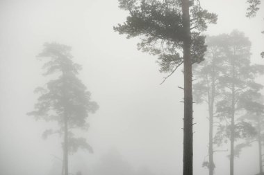 Güneşin doğuşunda yoğun beyaz bir siste, yemyeşil ormanın tek renkli manzarası. Çam ve köknar ağaçları yakın plan. Atmosferik sonbahar manzarası. Sonbahar mevsimi, ekoloji, çevre, ormansızlaşma