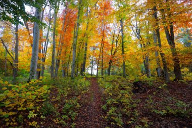 Kayın ağacı ormanındaki tepelerin panoramik manzarası. Güçlü ağaç gövdeleri, sarı, kırmızı, turuncu yapraklar. Idyllic sonbahar manzarası. Sonbahar mevsimi, ekoloji, doğa, çevre, eko-turizm, eğlence. Almanya