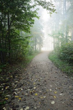 Gizemli bir sabah sisinin içinde ormanın içinden geçen yol renkli ağaçların doğal tüneli, yumuşak ışık. Idyllic sonbahar sahnesi. Saf doğa, ekoloji, mevsimler. Atmosferik manzara. Sigulda, Letonya;