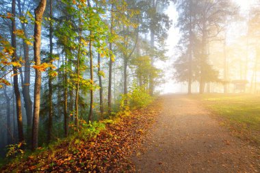 Gizemli bir sabah sisinin içinde ormanın içinden geçen yol renkli ağaçların doğal tüneli, yumuşak ışık. Idyllic sonbahar sahnesi. Saf doğa, ekoloji, mevsimler. Atmosferik manzara. Sigulda, Letonya;