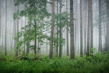 Antik çam ağaçları gün doğumunda gizemli bir beyaz sabah sisinde. Yalnız yeşil akçaağaç yakından. Idyllic sonbahar manzarası. Bataklık yemyeşil kuzey ormanı. Ekoloji, eko turizm, çevre
