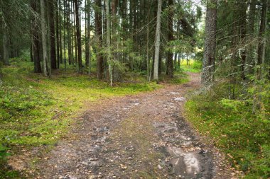 Sonsuz yeşil ormanın içinden geçen yol. Antik çam ve yaprak döken ağaçlar, yosun, eğrelti otu, bitkiler. Ilık güneş ışığı. Doğal dokular. Karanlık atmosferik manzara. Saf doğa, çevre, ekoloji, eko turizm