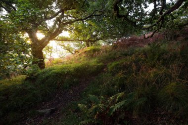 İskoç yağmur ormanlarının nefes kesici manzarası. Antik ağaçlar, yosun ve eğreltiotu yakın plan. Saf sabah güneşi. Crinan Kanalı, Argyll ve Bute, İskoçya, İngiltere