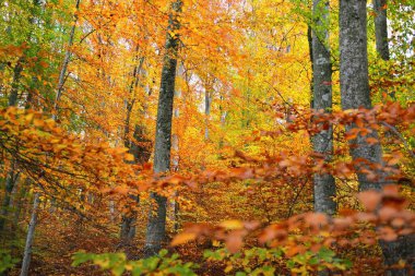 Kayın ağacı ormanındaki tepelerin panoramik manzarası. Güçlü ağaç gövdeleri, sarı, kırmızı, turuncu yapraklar. Idyllic sonbahar manzarası. Sonbahar mevsimi, ekoloji, doğa, çevre, eko-turizm, eğlence. Almanya