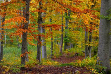 Kayın ağacı ormanlarının tepelerine giden yol. Güçlü ağaç gövdeleri, sarı, kırmızı, turuncu yapraklar. Idyllic sonbahar manzarası. Sonbahar mevsimi, ekoloji, doğa, çevre, eko-turizm, eğlence. Almanya