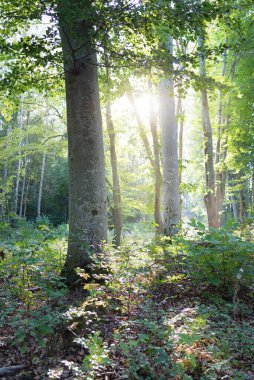 Koyu yeşil kayın ormanının manzarası, antik ağaç gövdeleri. Sonbaharın başında. Güneş ışığı, güneş ışığı. Atmosferik manzara. Saf doğa, ekoloji, çevre koruma, eko turizm