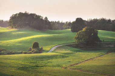 Gün batımında yeşil tepeler ve çayırların (tarımsal alanlar) resimli panoramik manzarası. Arka planda orman var. Idyllic kırsal kesim. Pastoral manzara. Yeni Zelanda. Turizm, doğa ekolojisi