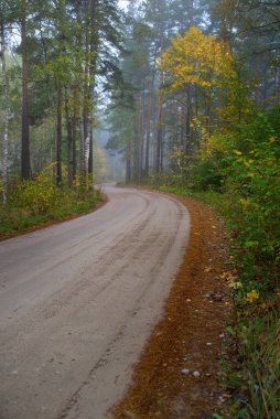Güneşin doğuşunda sisli bir havada ebediyete kadar uzanan kırsal yol (patika). Antik çam ağaçları, yeşil ve altın bitkiler, yakın plan. Ekoloji, sonbahar, eko-turizm, çevre koruma, doğa
