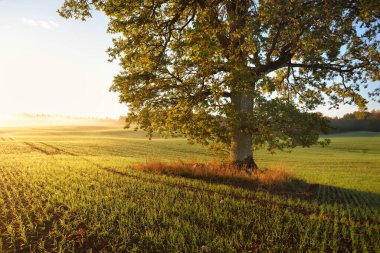 Güneşin doğuşunda traktör izleri olan tarlaların üzerinde yeşil ve altın yapraklı kudretli meşe ağacı. Resimli sonbahar manzarası. Saf doğa, ekoloji, ağaçlar, çiftlik, kereste endüstrisi.