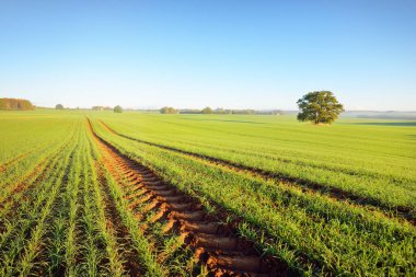Güneşin doğuşunda traktör izleri olan tarlaların üzerinde yeşil ve altın yapraklı kudretli meşe ağacı. Resimli sonbahar manzarası. Saf doğa, ekoloji, ağaçlar, çiftlik, kereste endüstrisi.