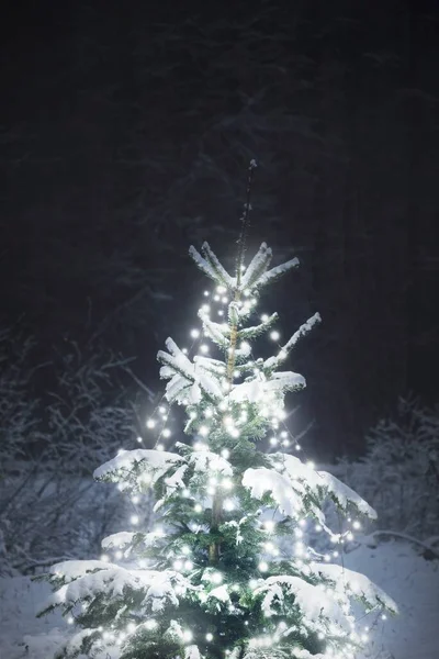 Schneebedeckter Fichtenbaum Beleuchtet Von Der Girlande Weißer Lichter Nahaufnahme Dunkle — Stockfoto