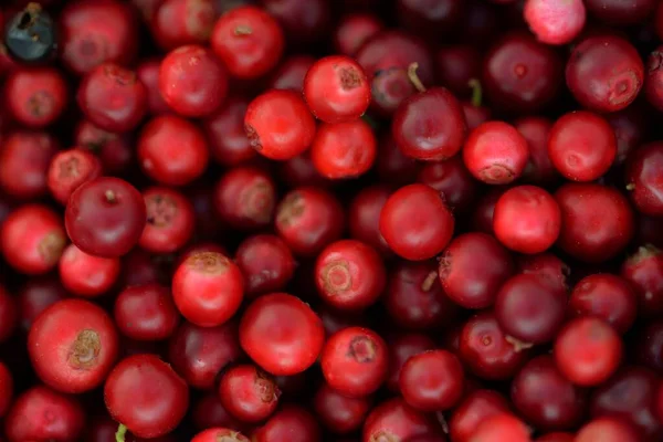 Close-up of red forest berries (lingonberry). Abstract natural pattern, texture, background, wallpaper. Forestry, eco tourism, gardening, farm industry concepts. Healthy, vegan, diet food