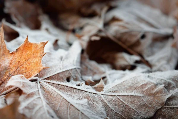 のカエデの葉の森の床のクリスタルクリア霜 クローズアップで覆われています 自然なテクスチャ グラフィックリソース 秋の色 最初の雪 — ストック写真