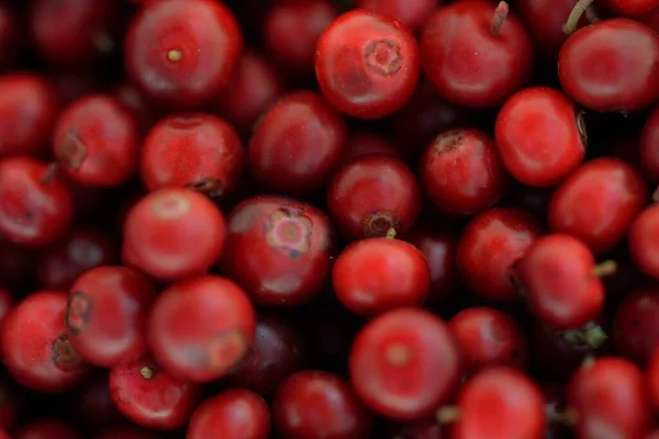 Close-up of red forest berries (lingonberry). Abstract natural pattern, texture, background, wallpaper. Forestry, eco tourism, gardening, farm industry concepts. Healthy, vegan, diet food