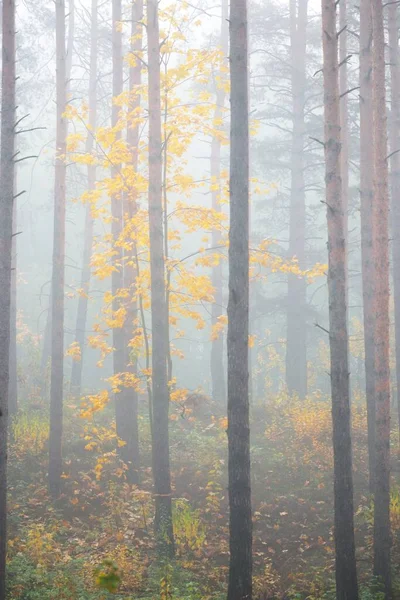 Güneş Doğarken Sisli Yemyeşil Ormanın Atmosferik Manzarası Antik Çam Ağaçları — Stok fotoğraf