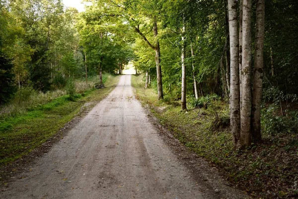 Strada Campagna Attraverso Misteriosa Foresta Faggi Verdi Alberi Secolari Primo — Foto Stock