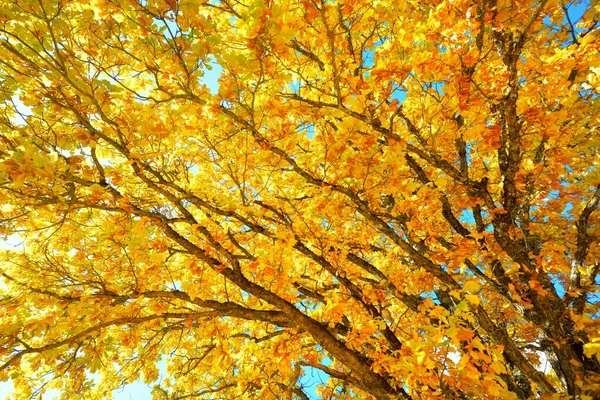 Renkli sarı, turuncu, altın yapraklı güçlü meşe ağacı, yakın plan. Dalların arasından güneş ışınları, yumuşak güneş ışığı. Doğal desen, doku, grafik kaynaklar. Sonbahar, mevsimler, çevre, ekoloji