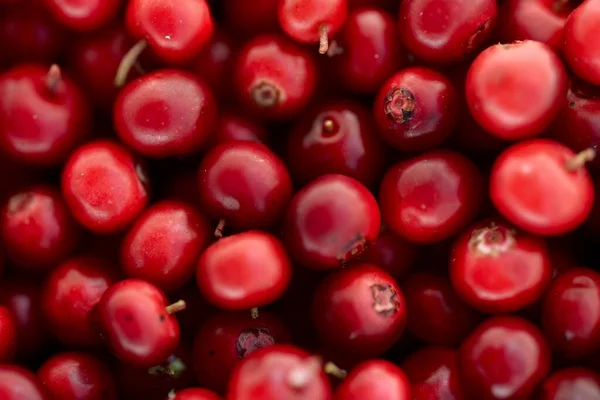 Gros Plan Sur Les Baies Rouges Forêt Airelle Motif Naturel — Photo