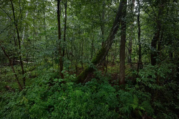 Tajemný Opadavý Les Zamračeném Letním Dni Staré Mechové Kmeny Stromů — Stock fotografie