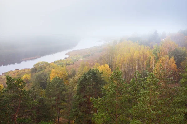 Panoraamanäkymät Majesteettiseen Mäntymetsään Daugava Joen Mutkiin Sumussa Syksyllä Daugavas Lokin — kuvapankkivalokuva