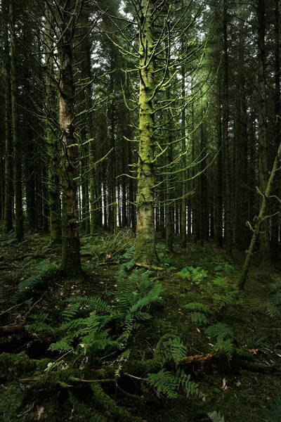 Donkere Bosscène Oude Mossige Dennenbomen Varenbladeren Van Dichtbij Boomstammen Achtergrond — Stockfoto