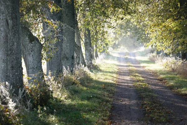 日出时穿过林荫林的单行线乡村路 金色的阳光 仙女秋天的森林场景 纯洁的自然 — 图库照片