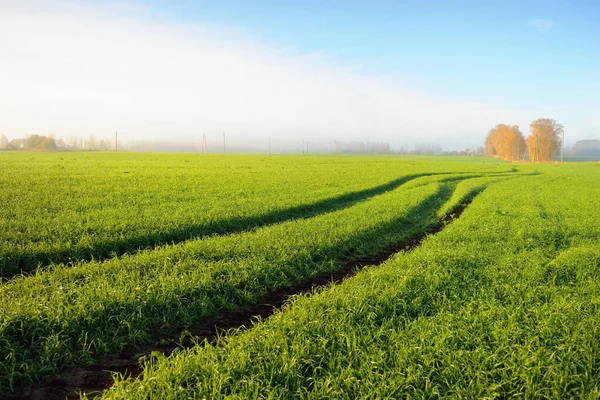 Panoramatický Výhled Zelené Zemědělské Pole Při Východu Slunce Stromy Ranní — Stock fotografie