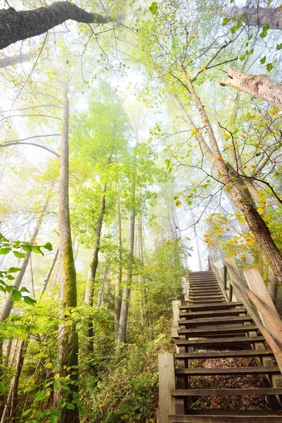 Vista Ángulo Bajo Escalera Del Bosque Madera Una Niebla Del — Foto de Stock