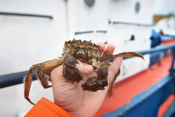 Eriocheir Sinensis Krabbe Der Hand Eines Fischers Aus Nächster Nähe — Stockfoto