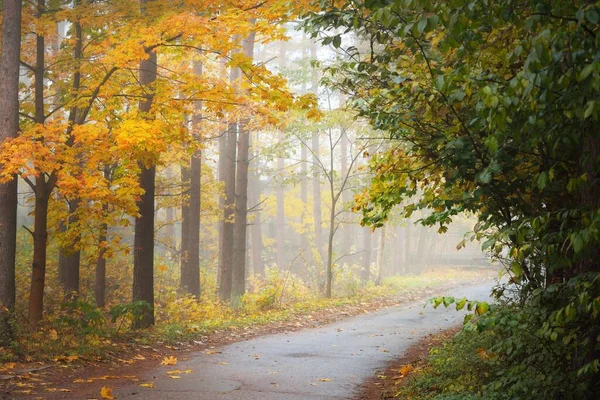 日の出の霧の中で常緑樹林を介して農村部の道路 古代の松の木 緑と黄金の植物 カエデのクローズアップ 生態系 生態系 環境保全 — ストック写真