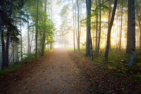 Caminho Através Floresta Perene Misterioso Nevoeiro Matutino Túnel Natural Das — Fotografia de Stock