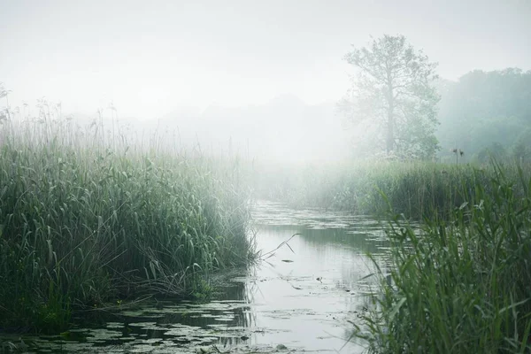 안개가 강입니다 라트비아 초록빛 초록빛 과푸른 나무들로 있노라 날씨가 거칠다 — 스톡 사진