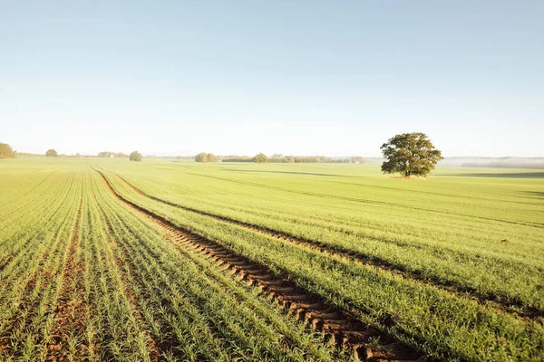 Chêne Puissant Avec Des Feuilles Vertes Dorées Sur Champ Agricole — Photo