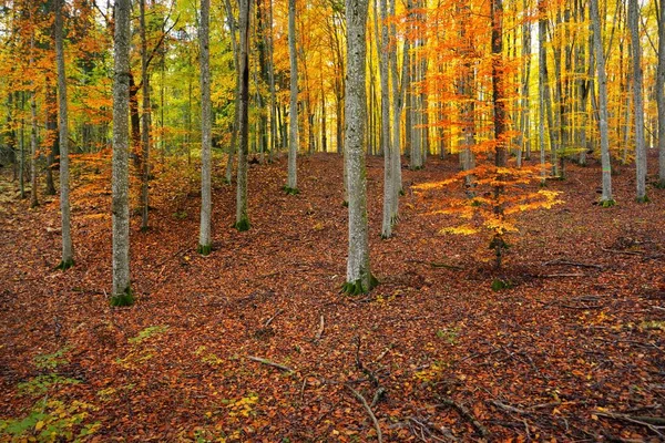 너도밤나무 언덕들을 한눈에 수있습니다 나무줄기 노란색 빨간색 주황색 목가적 풍경입니다 — 스톡 사진