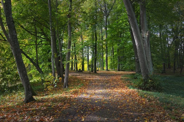 都市公園内の農村道路 カラフルな緑と黄金の葉を持つ強大な木のクローズアップ ラトビア ヨーロッパ 旅行先 エコツーリズム レクリエーション ウォーキング サイクリング — ストック写真