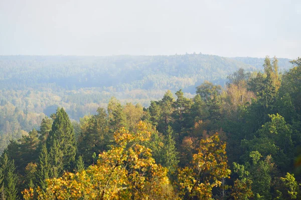 Valle Del Río Gauja Colorido Bosque Dorado Una Niebla Matutina — Foto de Stock